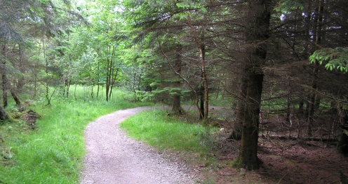 Doubletrack in Gisburn Forest